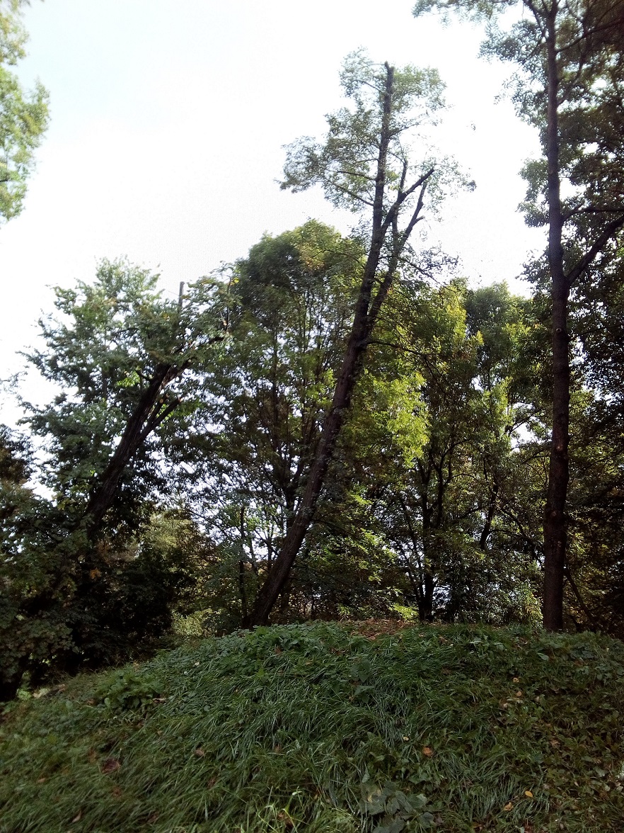 97.jpg