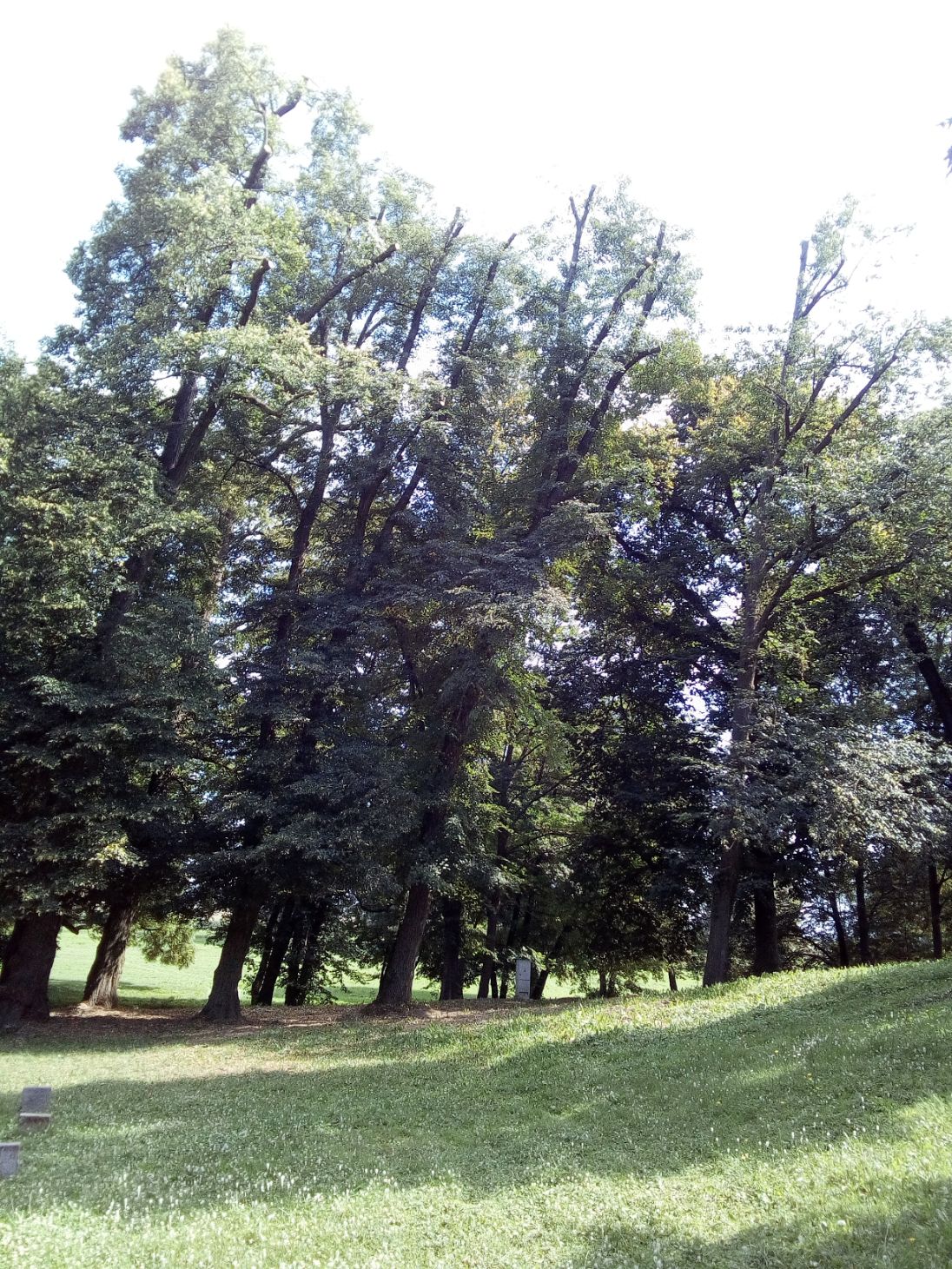 IMG_20200813_105636.jpg